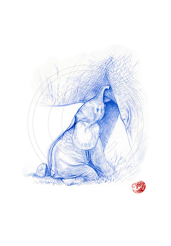 Marcello-art: Ballpoint pen drawing 329 - Baby elephant