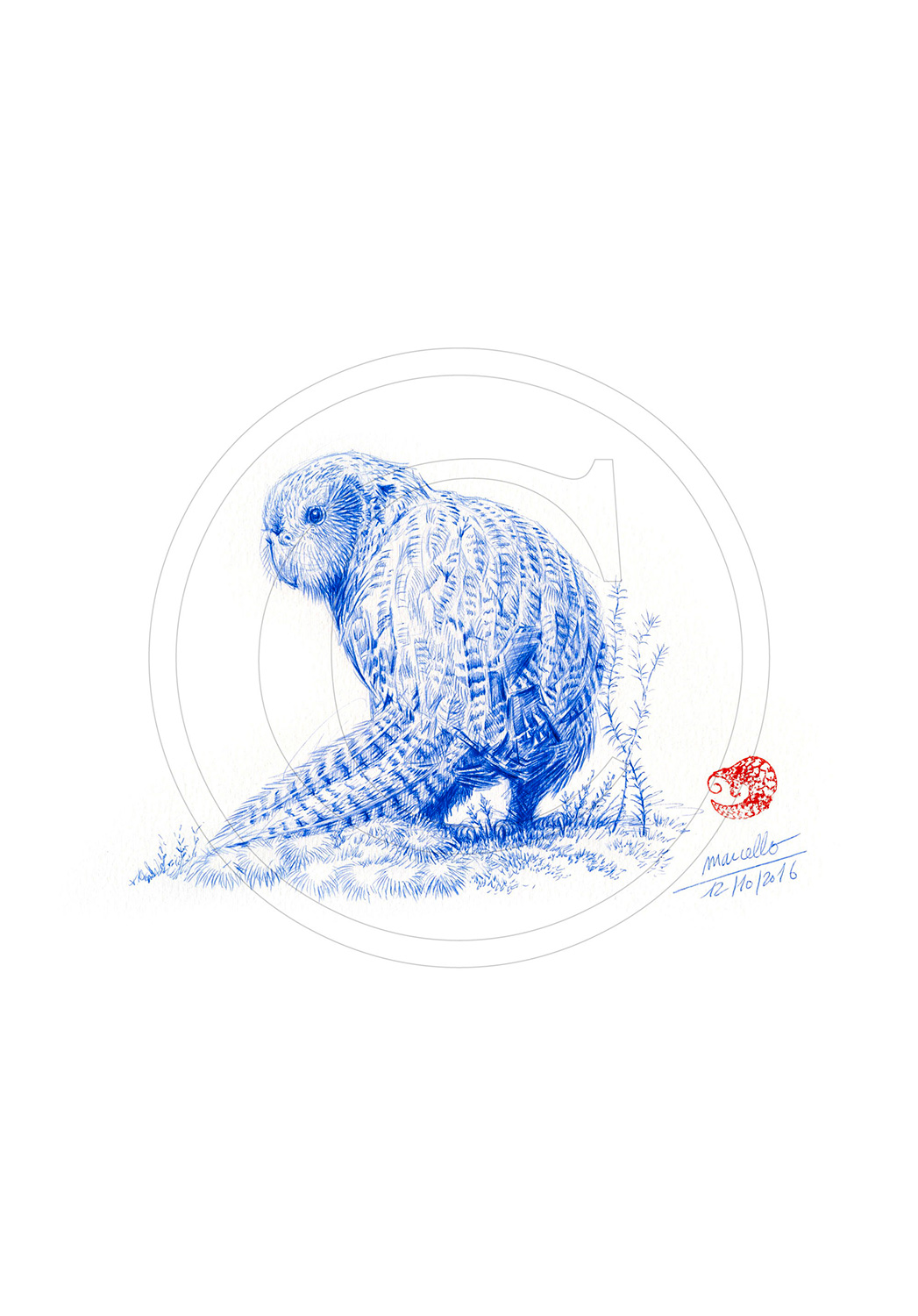Marcello-art : Dessins au Bic 357 - Strigops Kakapo
