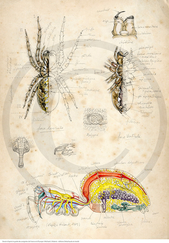 Marcello-art : Entomologie 83 - Araignée anatomie