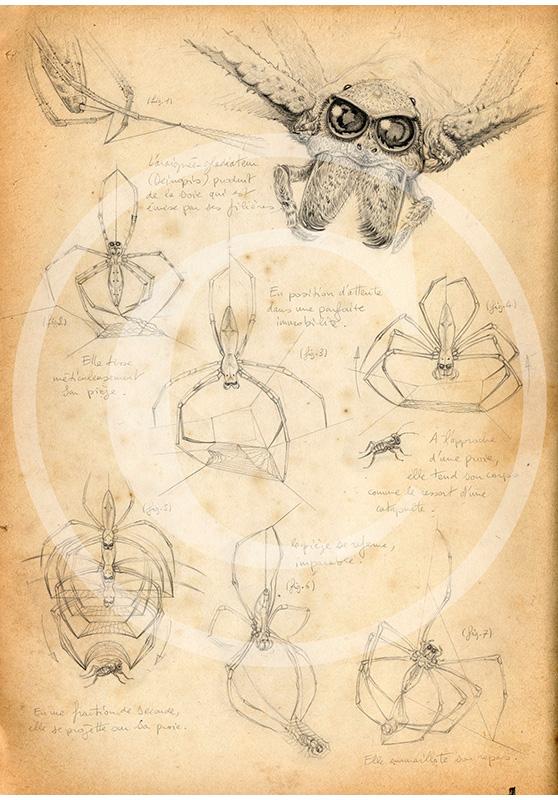 Marcello-art: Entomology 85 - Gladiator spider