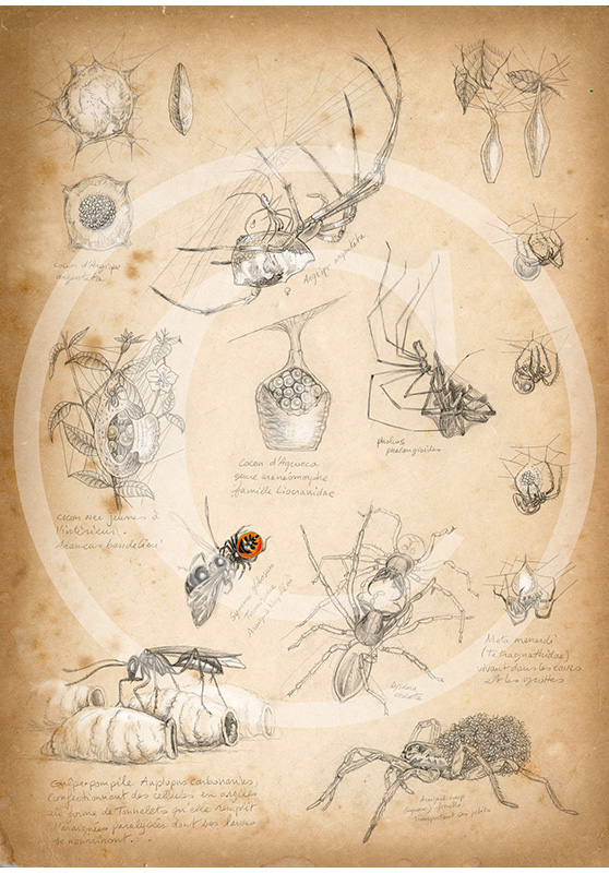 Marcello-art : Entomologie 86 - Araignées cocons
