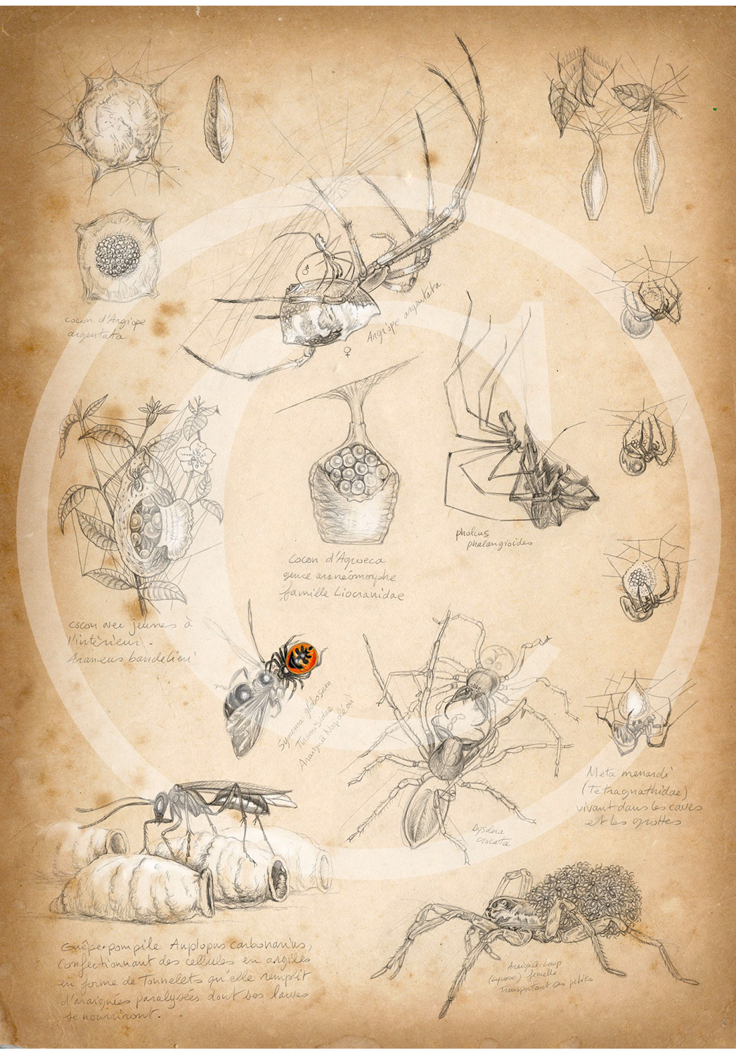 Marcello-art: Entomology 86 - Spider cocoons