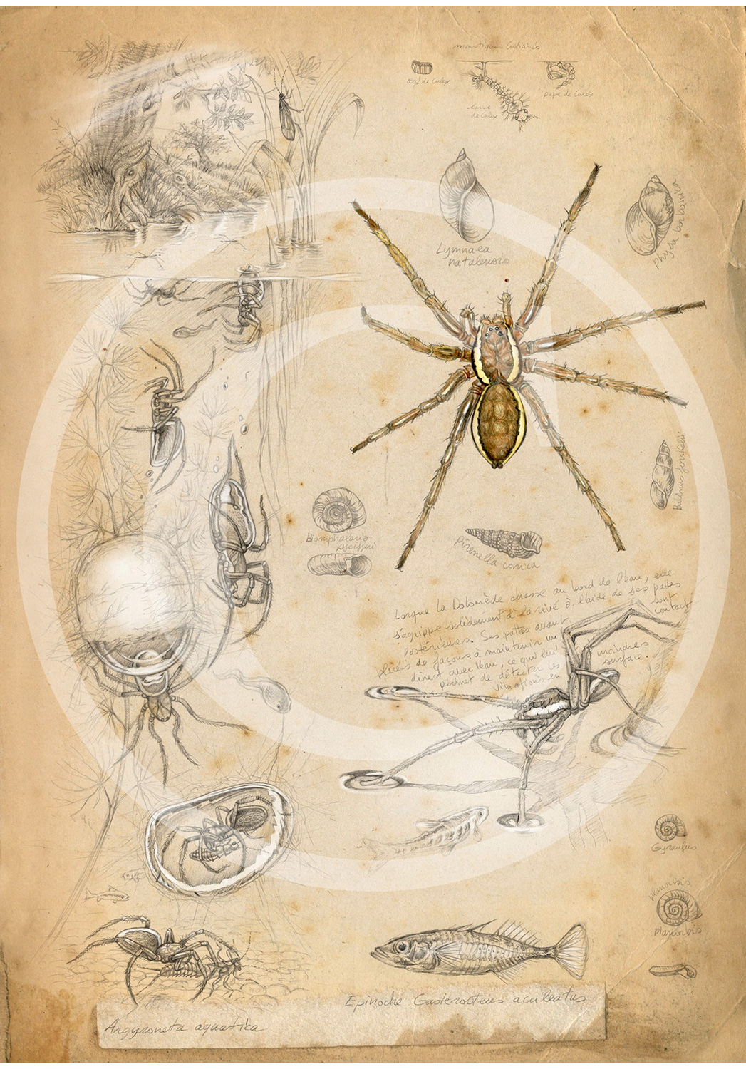 Marcello-art : Entomologie 88 - Argyronète et Dolomède