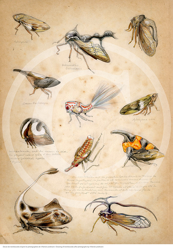 Marcello-art : Entomologie 89 - Membracides