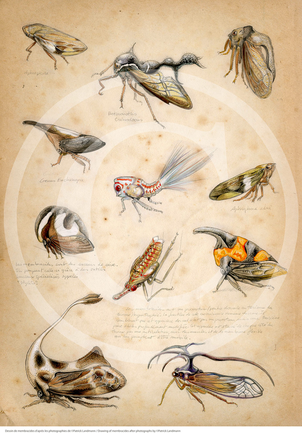 Marcello-art: Entomology 89 - Treehopper