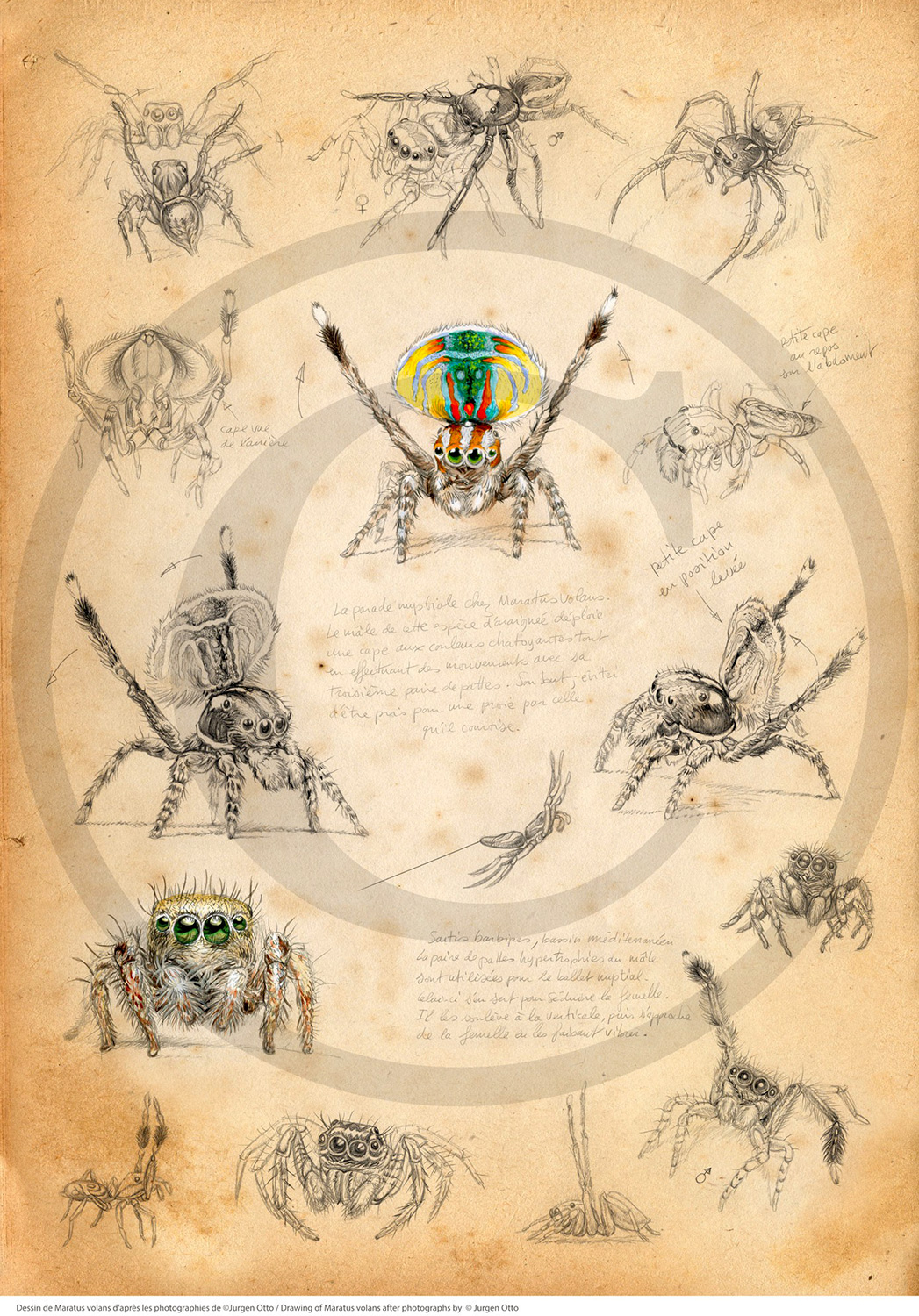 Marcello-art: Entomology 91 - Salticides