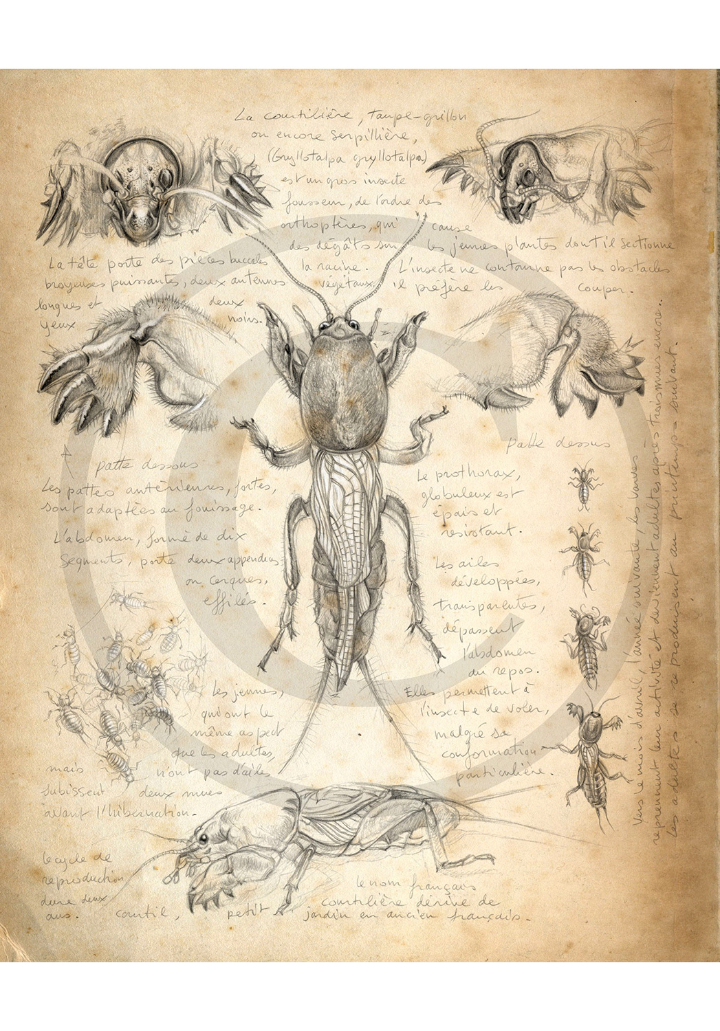 Marcello-art: Entomology 183 - Mole cricket