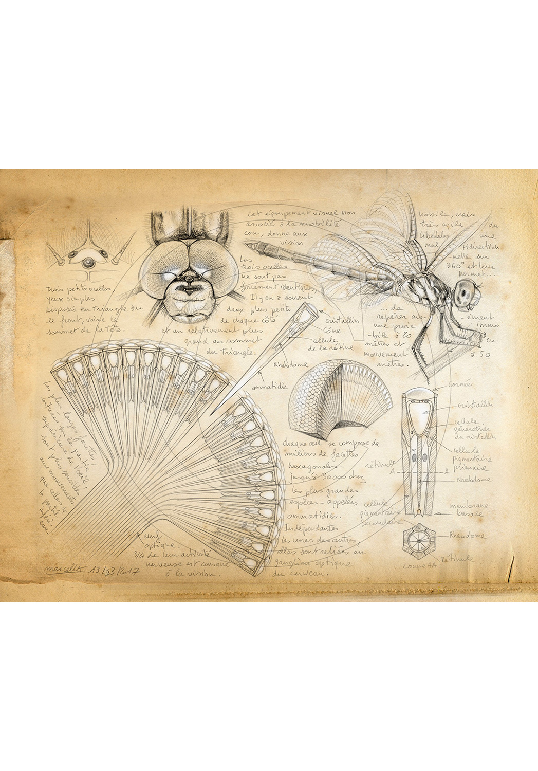 Marcello-art: Entomology 364 - Dragonfly Eye