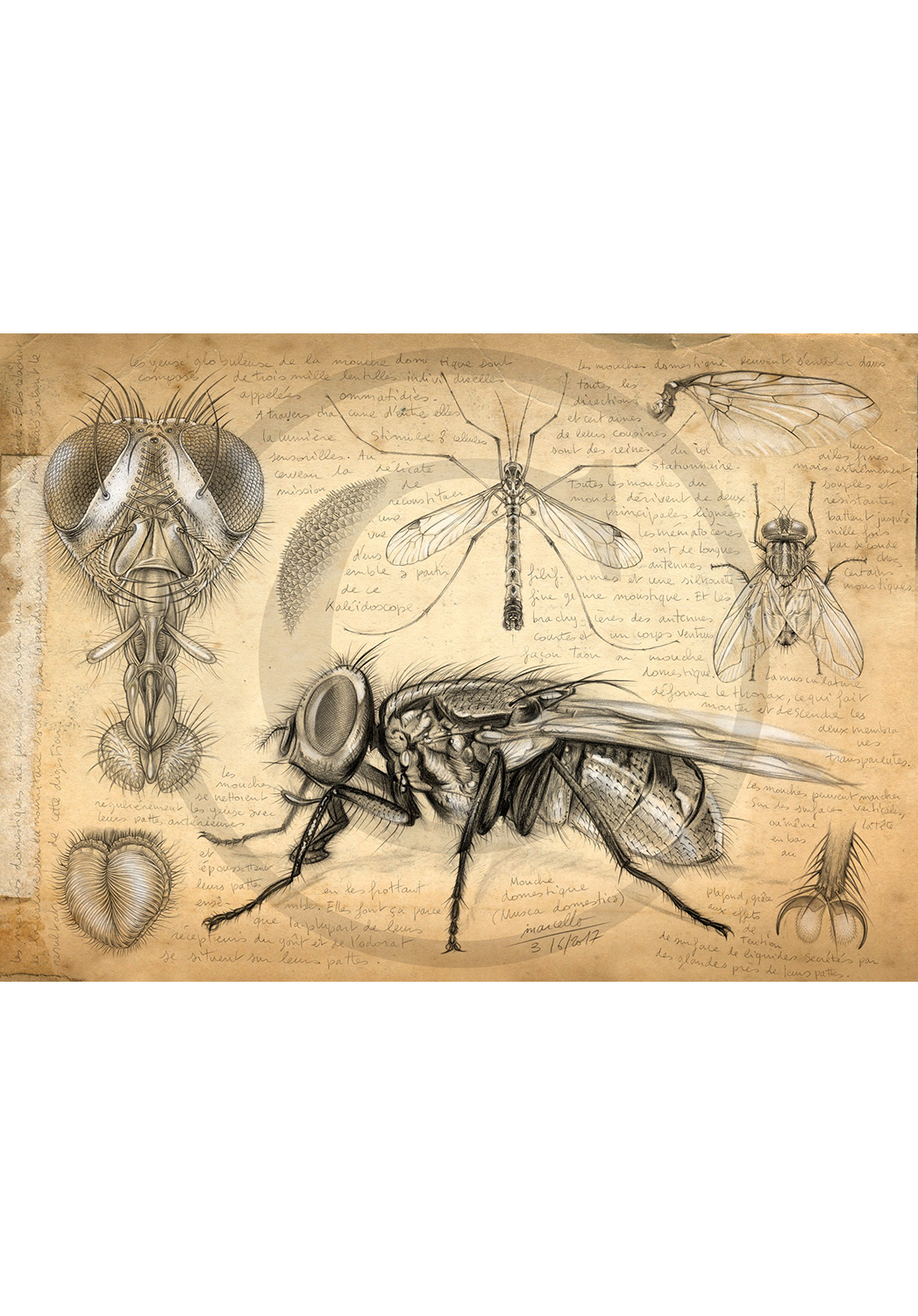 Marcello-art : Entomologie 367 - Anatomie mouche