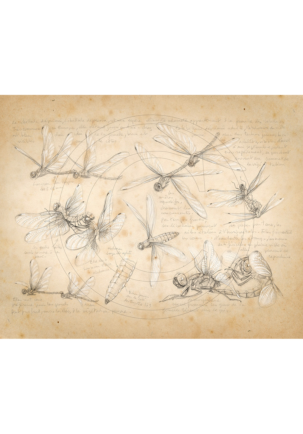 Marcello-art: Entomology 368 - Libellula depressa