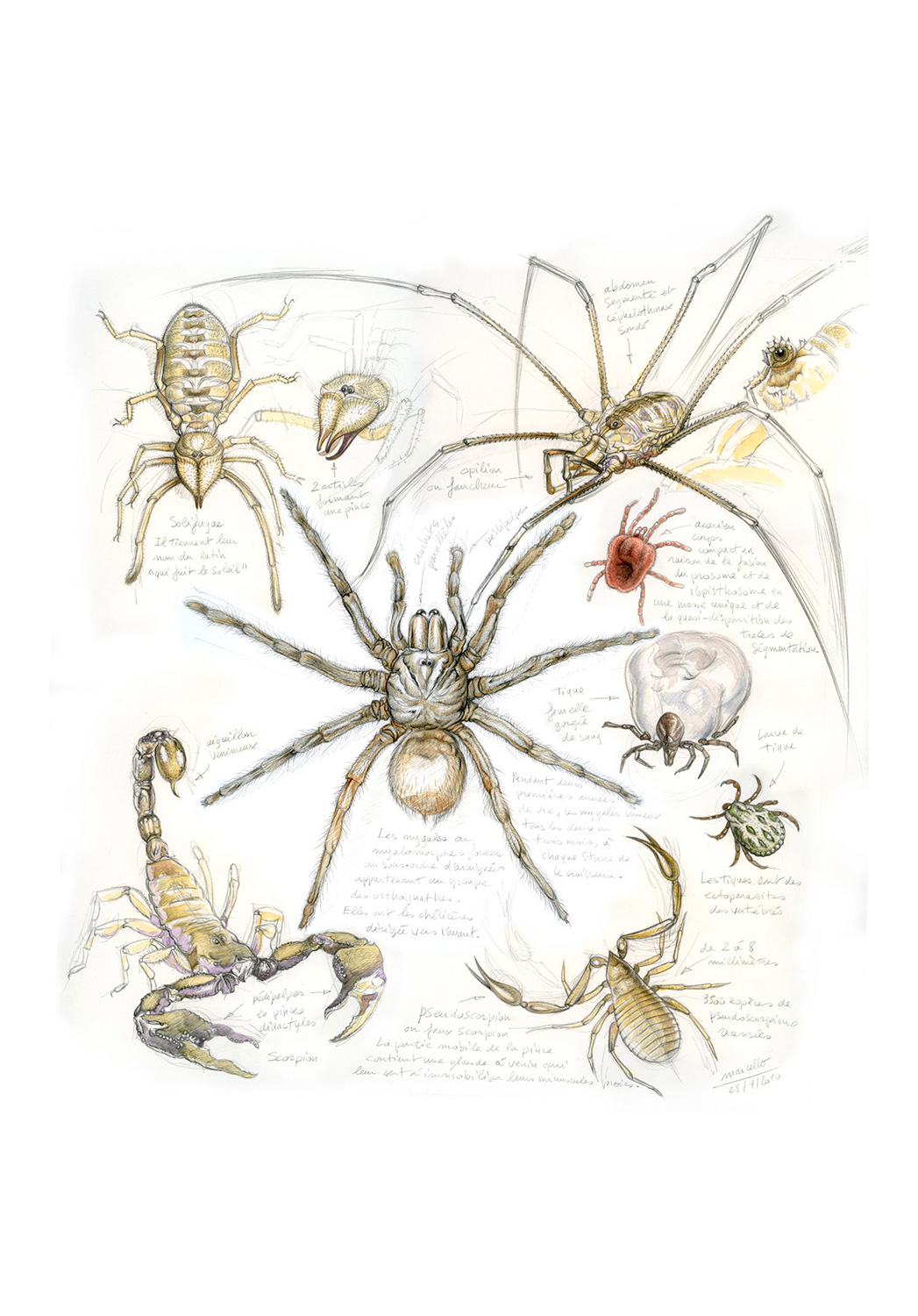 Marcello-art: Entomology 82 - Arachnids