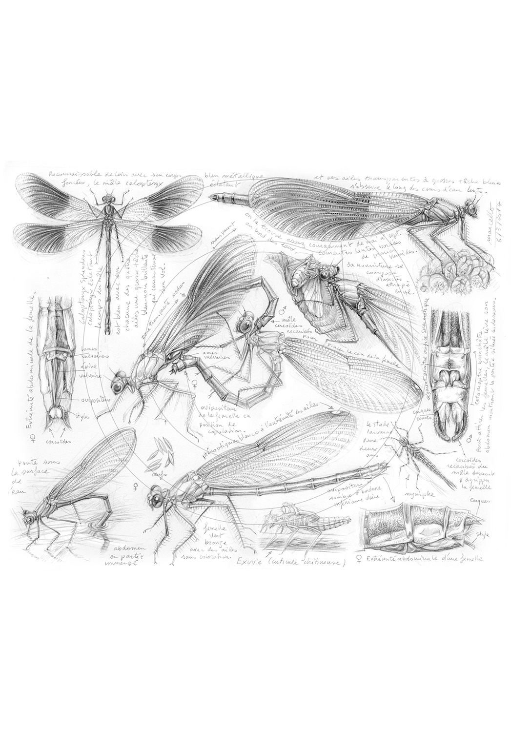Marcello-art: Entomology 255 - Calopteryx slendens