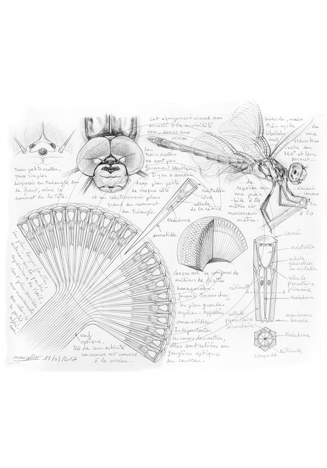 Marcello-art : Entomologie 364 - Oeil de libellule