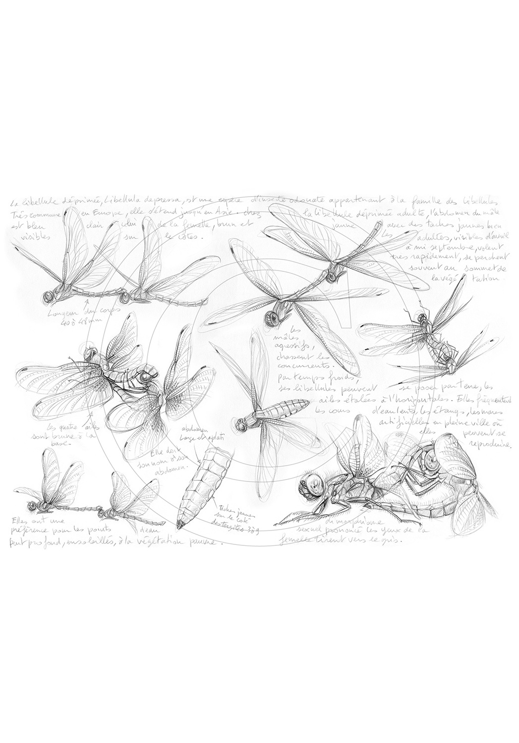 Marcello-art : Entomologie 368 - Libellula depressa