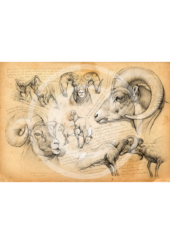 Marcello-art: Prints on canvas 51 - Bighorn sheep