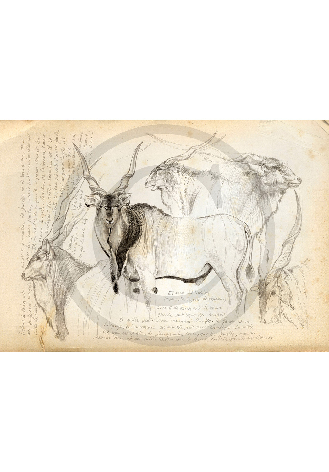 Marcello-art: Prints on canvas 2 - Giant eland