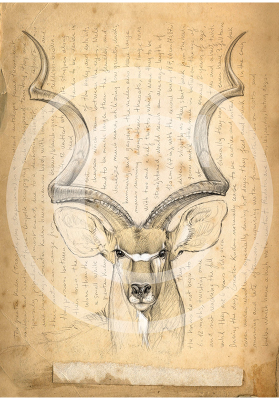 Marcello-art: Prints on canvas 170 - Greater kudu