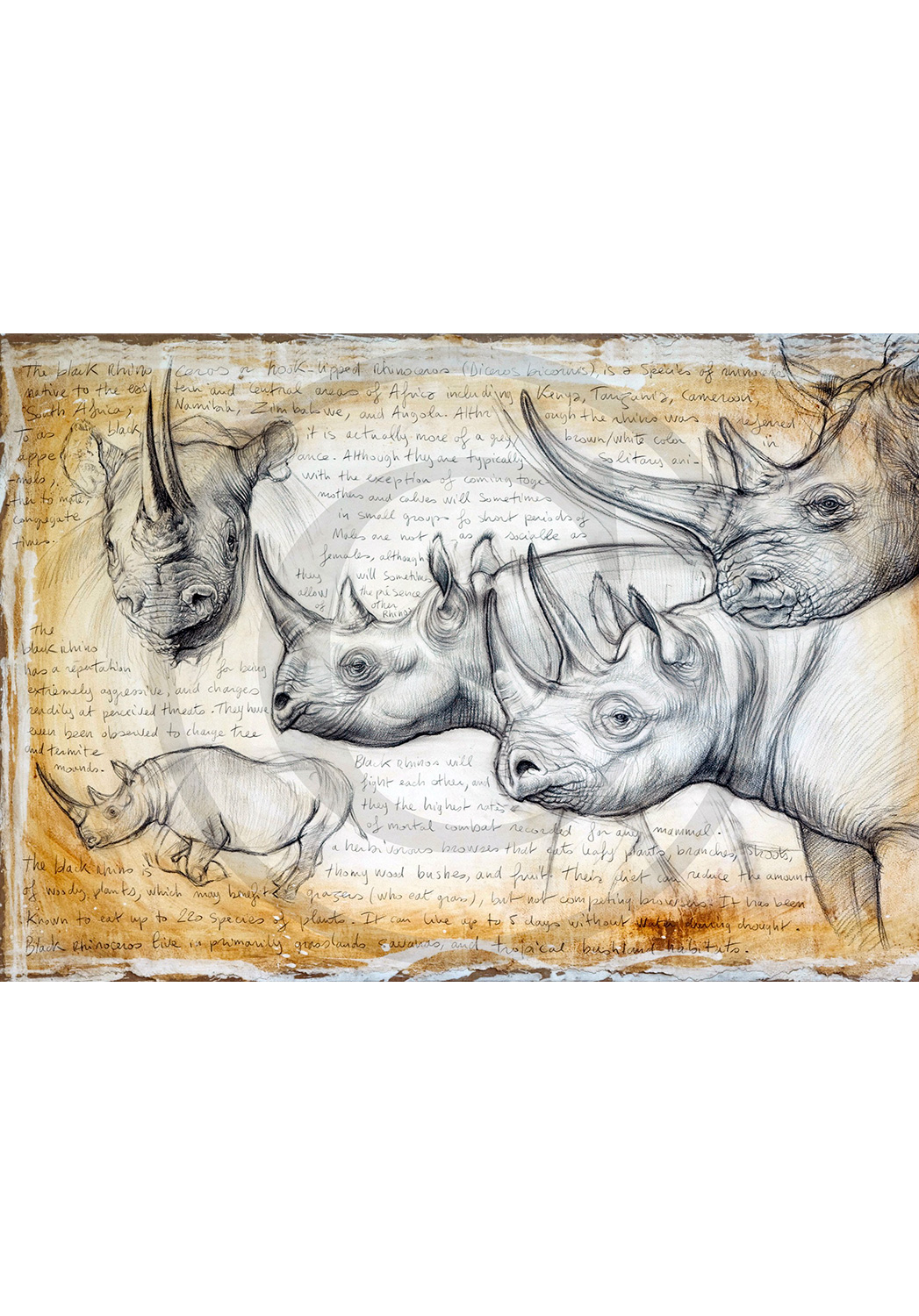 Marcello-art : Épreuves Sur toile 176 - Rhinocéros