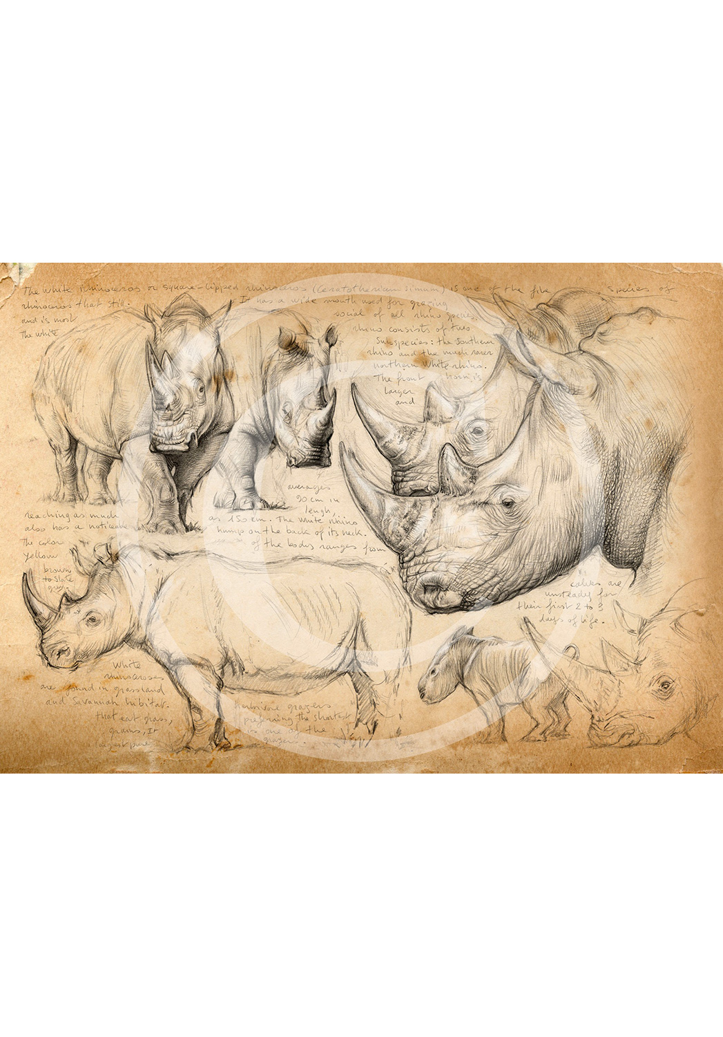 Marcello-art : Épreuves Sur toile 178 - Rhinocéros blanc