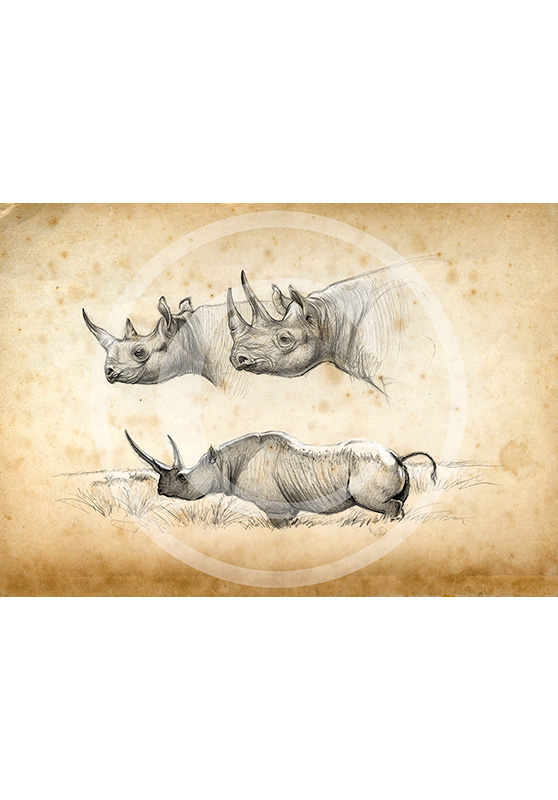 Marcello-art: Prints on canvas 179 - Black rhino