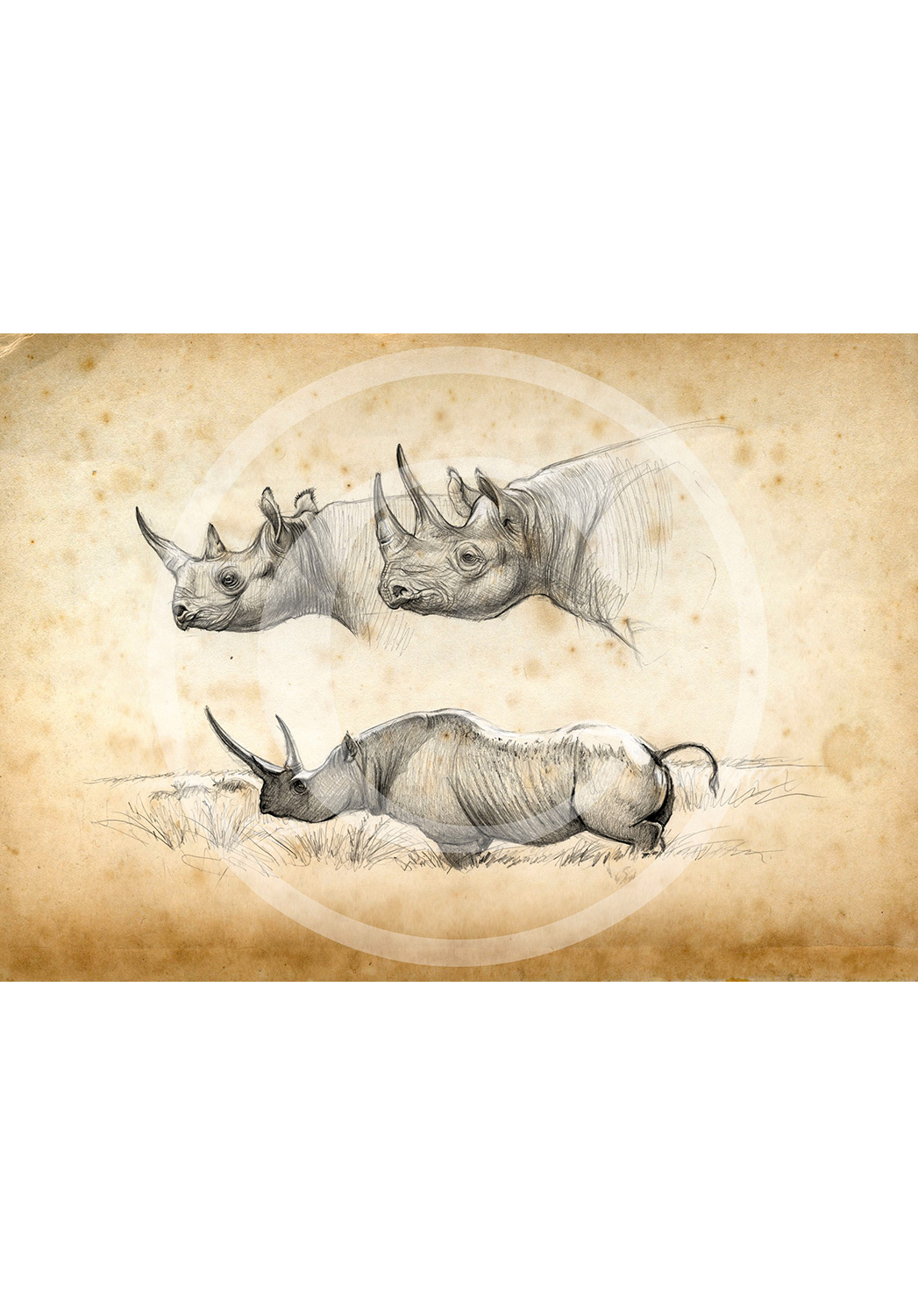 Marcello-art : Épreuves Sur toile 179 - Rhinocéros noir
