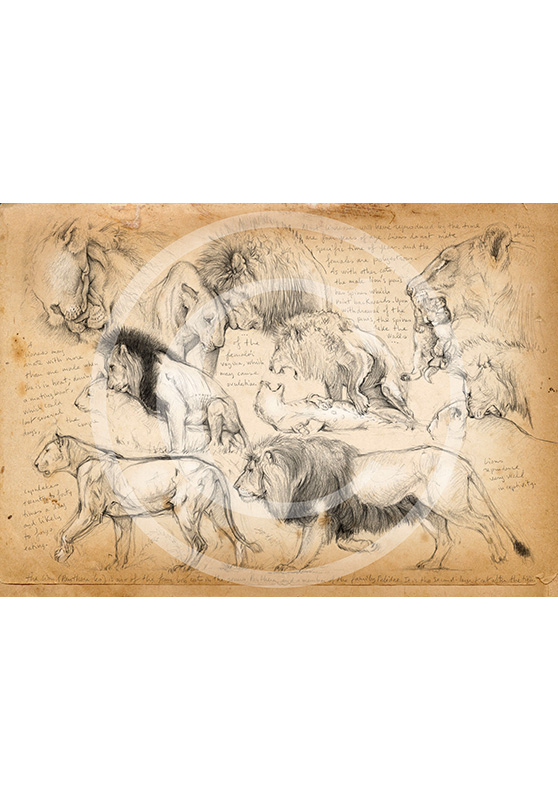 Marcello-art: Prints on canvas 181 - mating lions