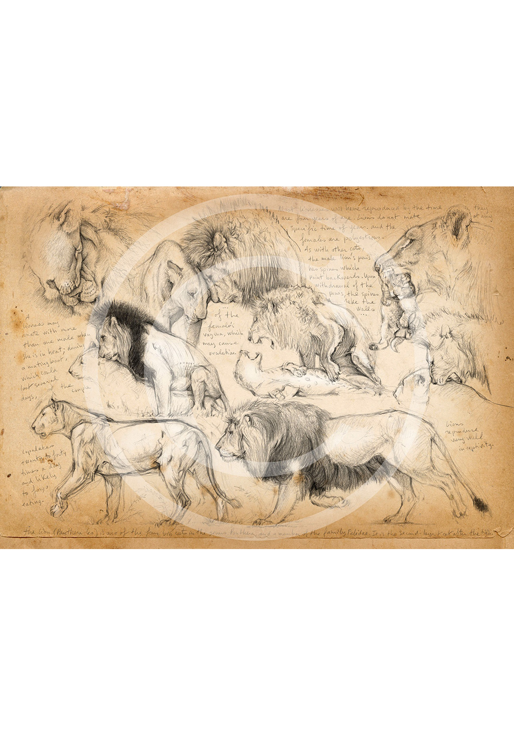 Marcello-art : Épreuves Sur toile 181 - Accouplement lions