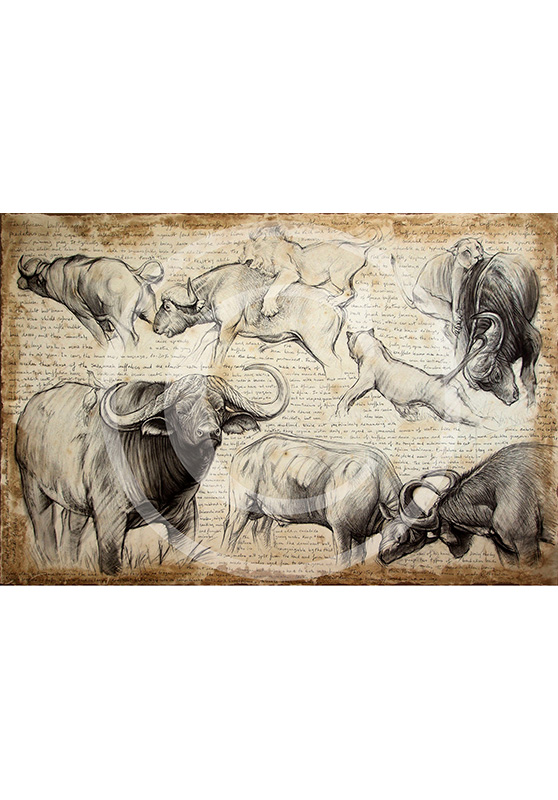 Marcello-art: Prints on canvas 225 - Cap buffaloes