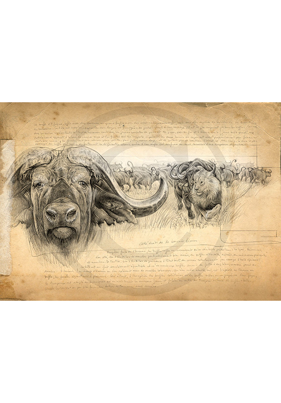 Marcello-art: Prints on canvas 274 - Buffalo Caffer Engraving gun
