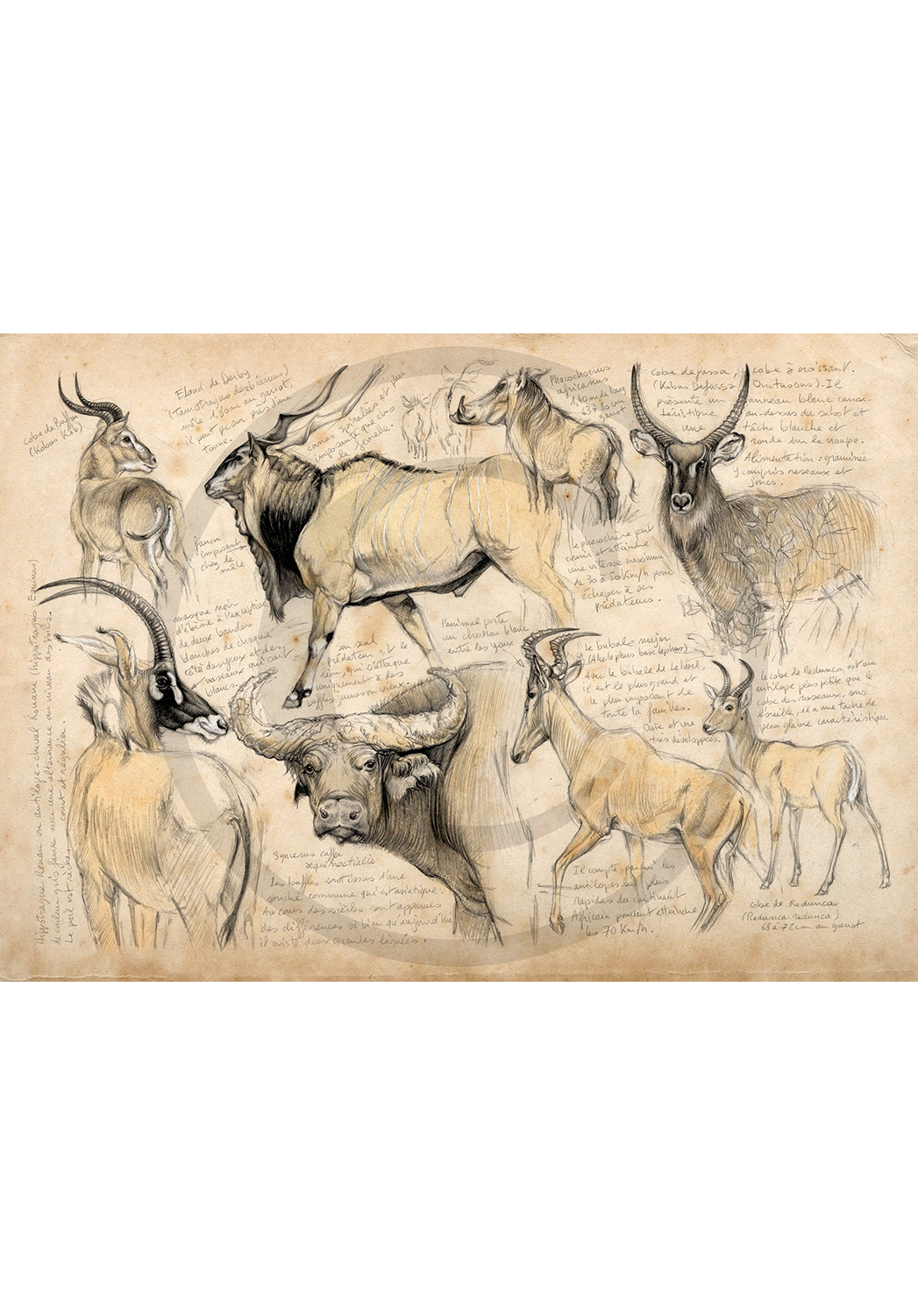 Marcello-art: Prints on canvas 49 - Wildlife of Cameroon
