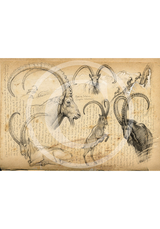 Marcello-art : Épreuves Sur toile 55 - Ibex de Sibérie