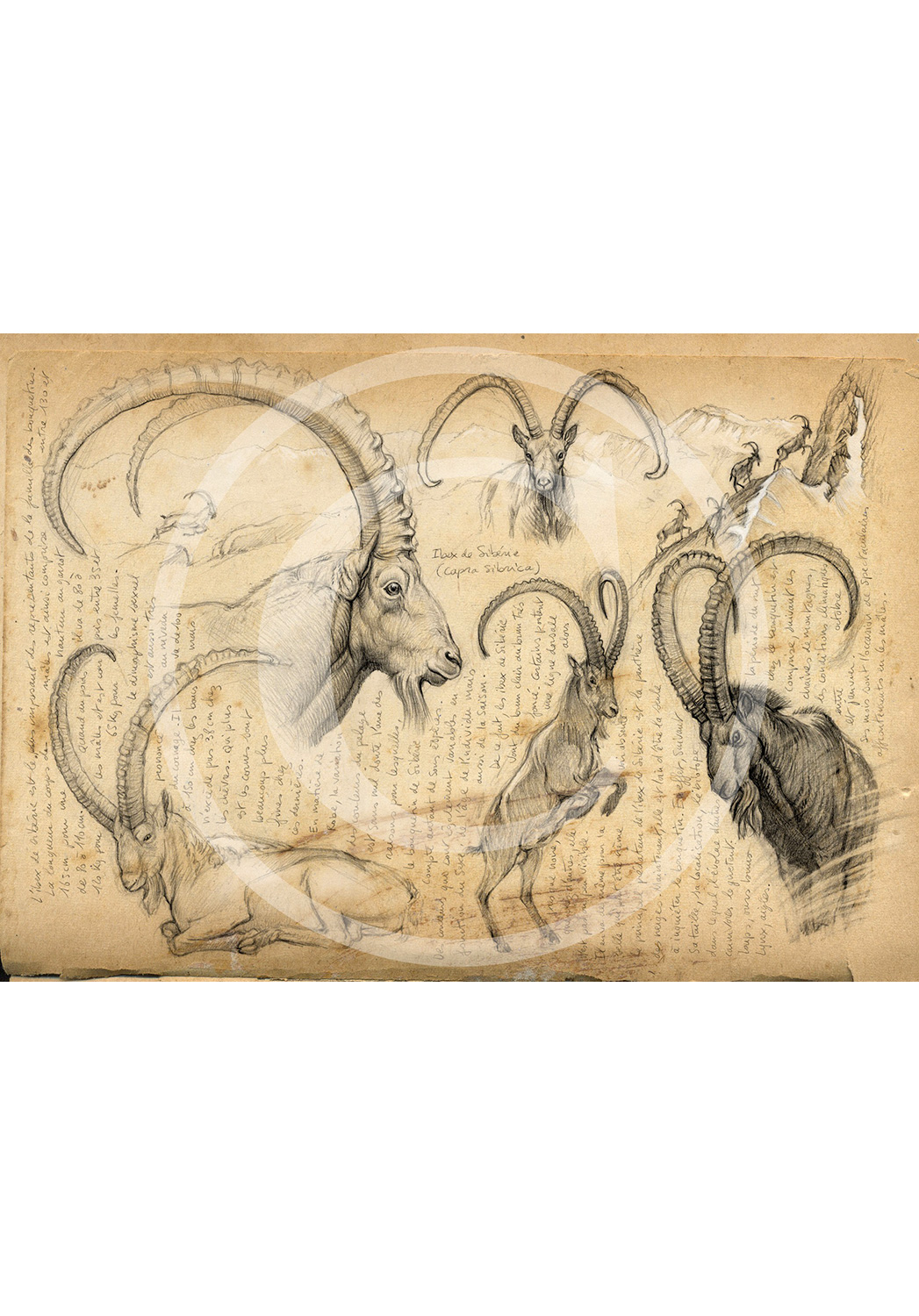 Marcello-art: Prints on canvas 55 - Siberian Ibex