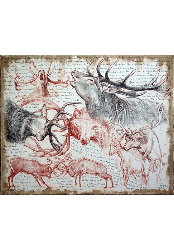 Marcello-art: Prints on canvas 226 - Red deer