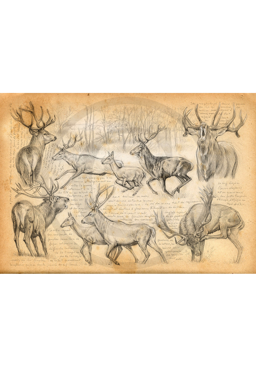 Marcello-art: Prints on canvas 271 - Red deer