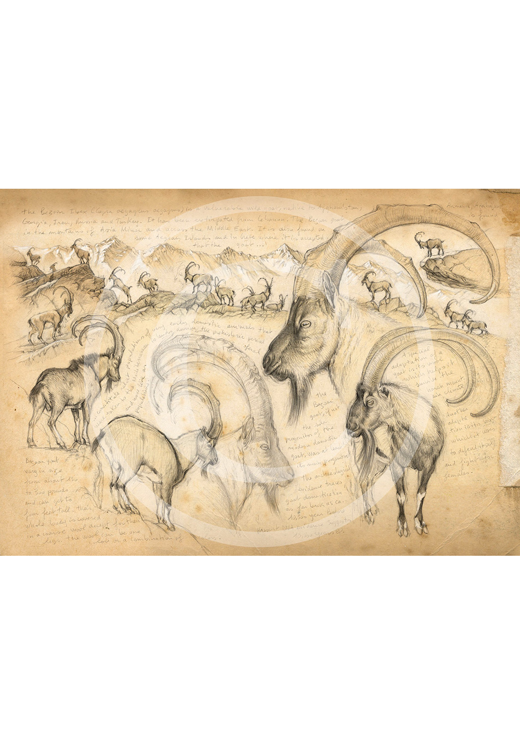 Marcello-art: Prints on canvas 189 - Bezoard Ibex