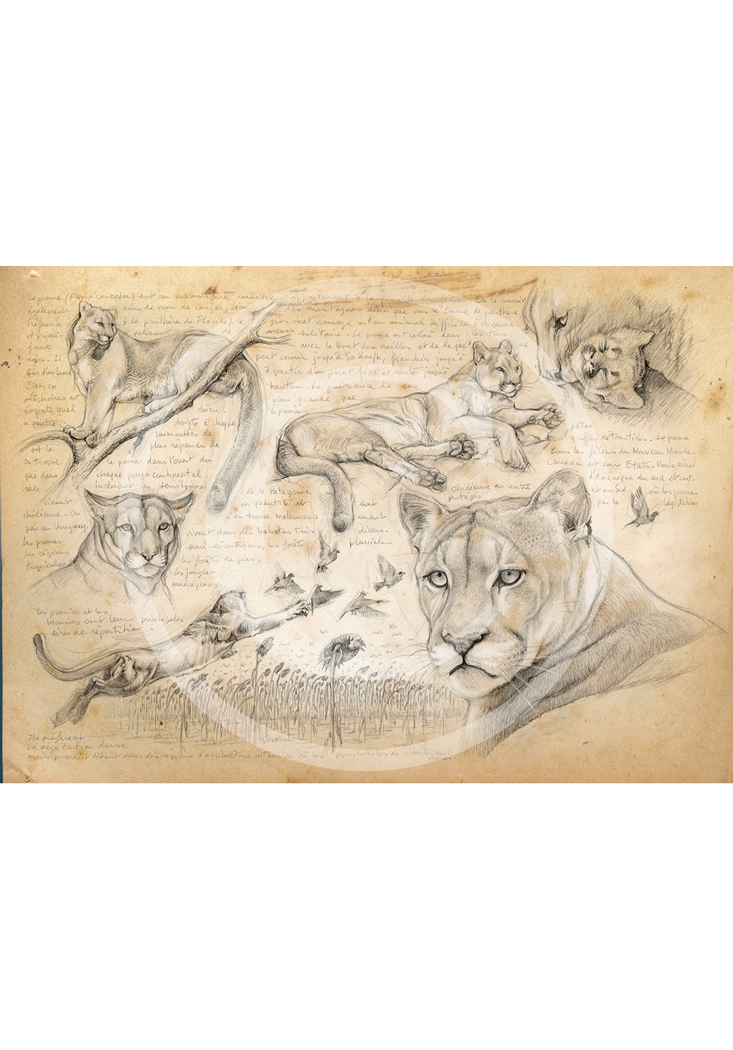 Marcello-art: Prints on canvas 241 - Mountain lion