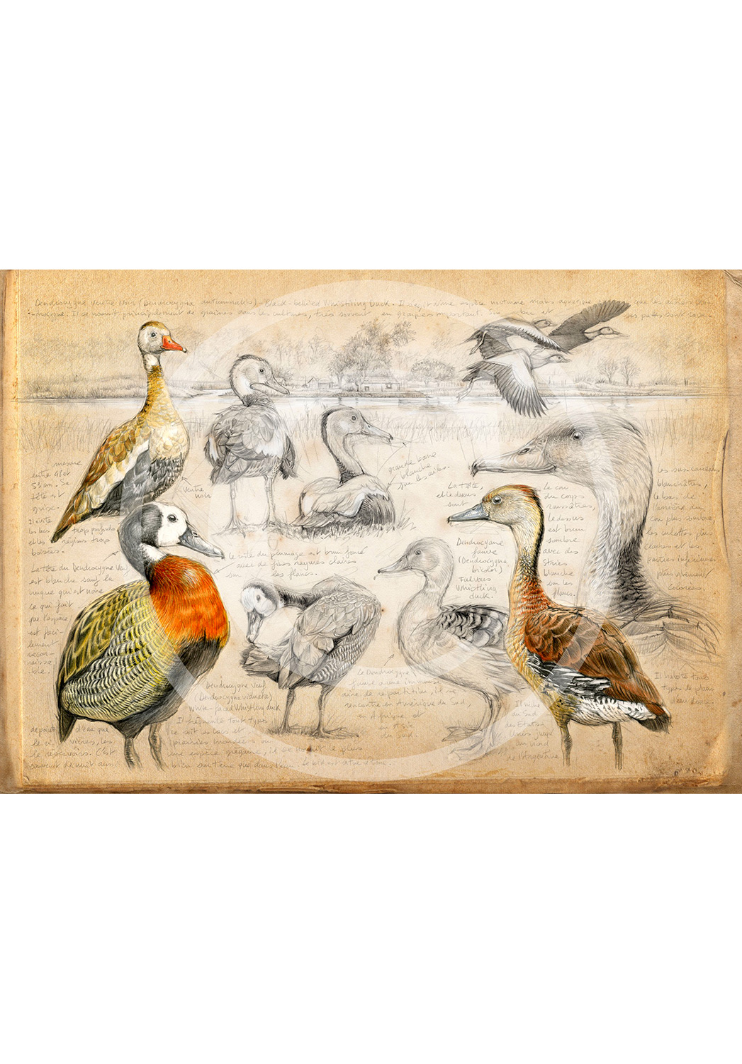 Marcello-art: Prints on canvas 237 - Whistling Duck