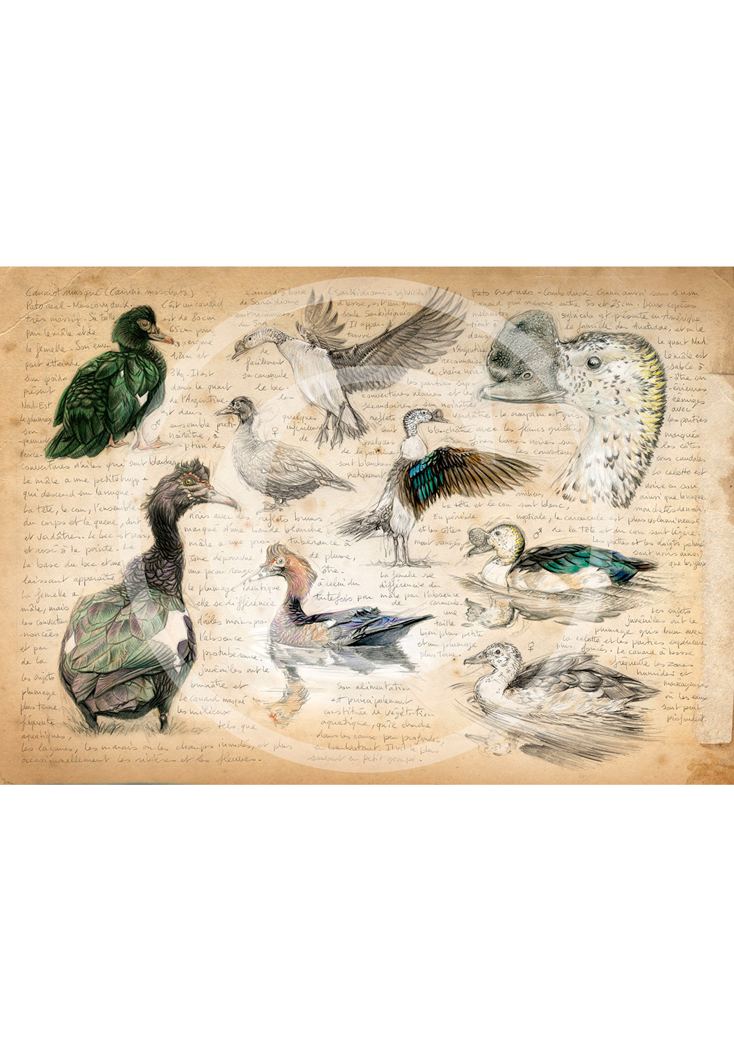 Marcello-art: Prints on canvas 238 - Muscovy Duck & Knob-billed Duck