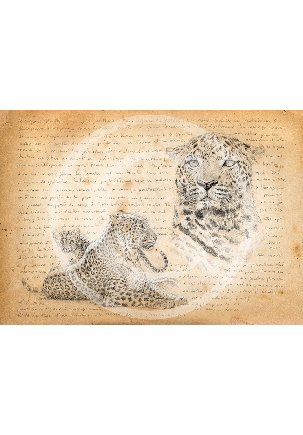 Marcello-art: Prints on canvas 229 - Leopard mother