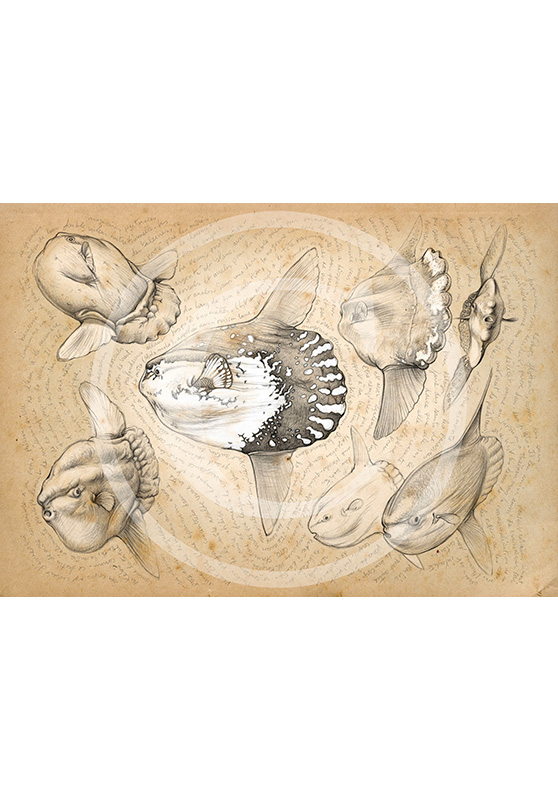 Marcello-art : Faune aquatique 112 - Mola mola poisson lune