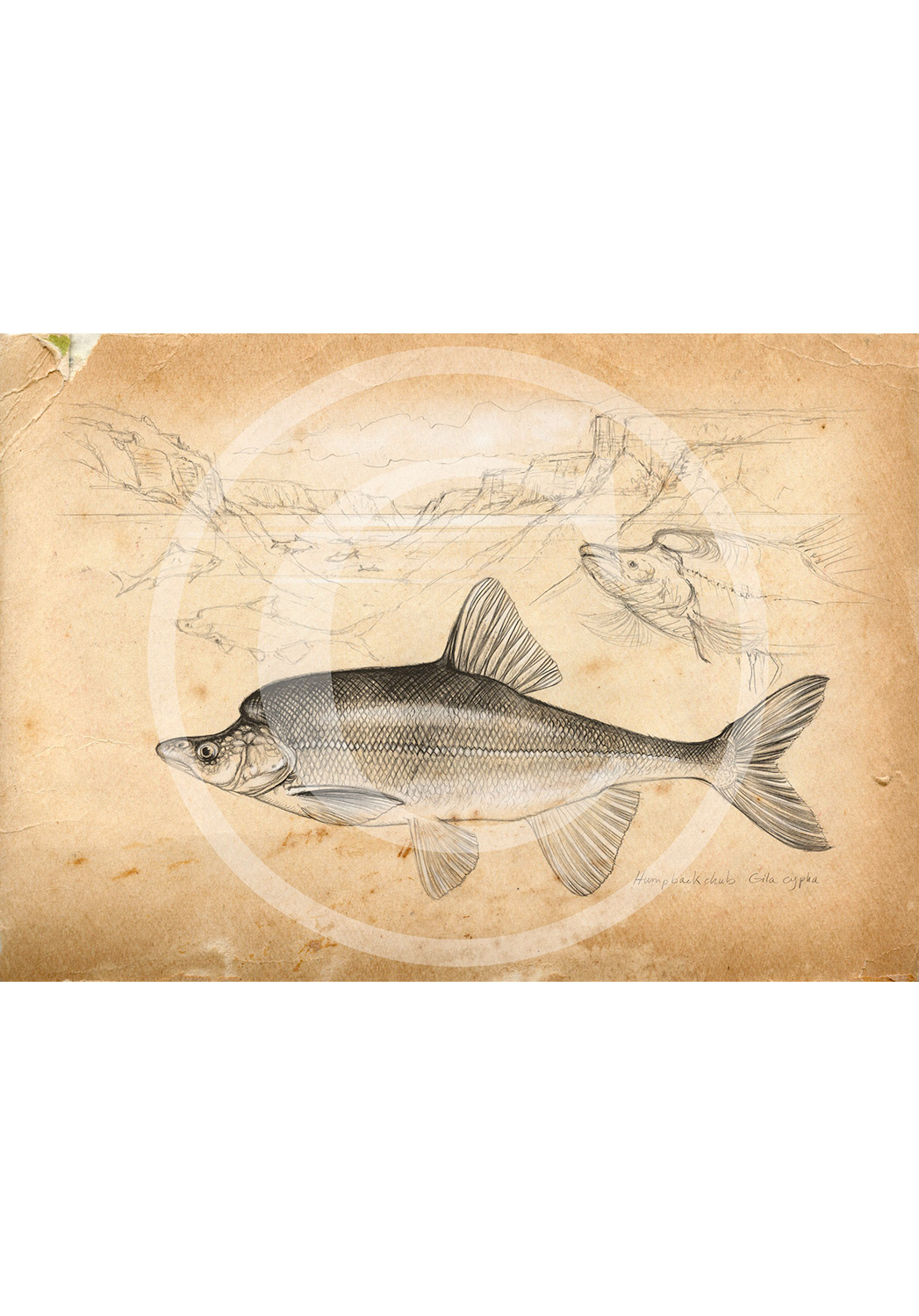 Marcello-art: Aquatic fauna 113 - Humpback-chub-gila-cypha