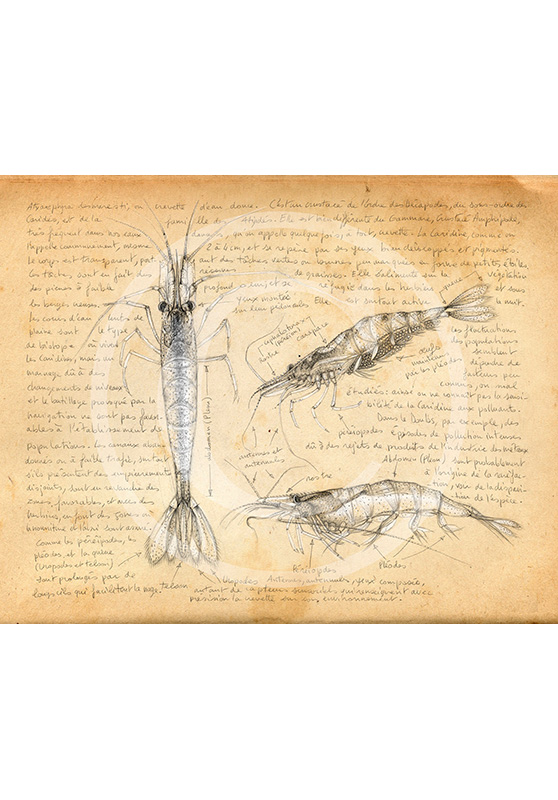 Marcello-art: Aquatic fauna 220 - Freshwater shrimp