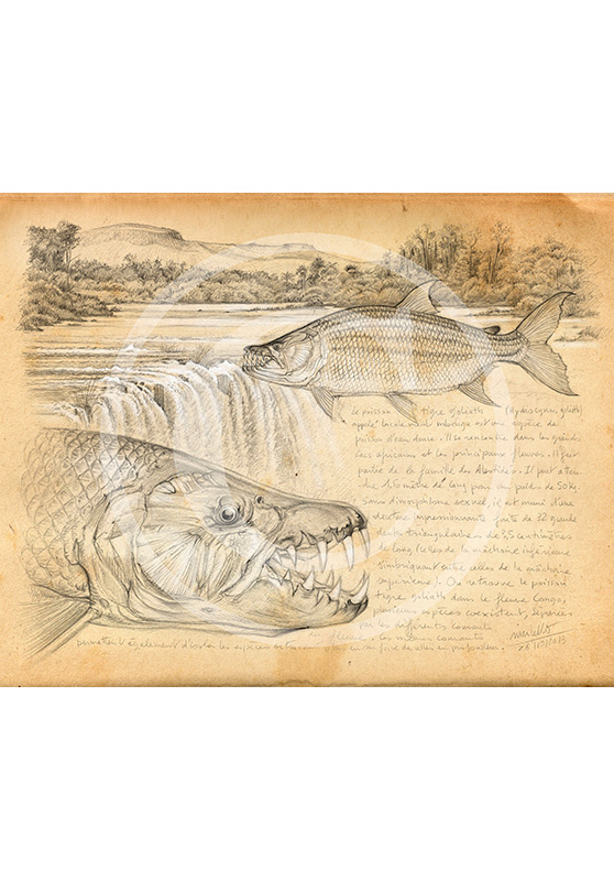 Marcello-art: Aquatic fauna 242 - Tigerfish goliath