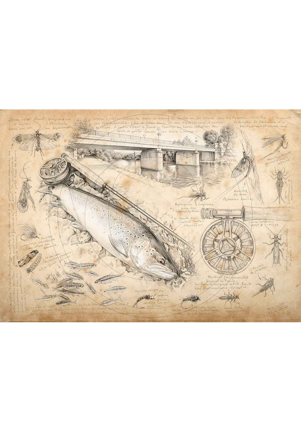 Marcello-art: Aquatic fauna 362 - Trout fario of Limoux