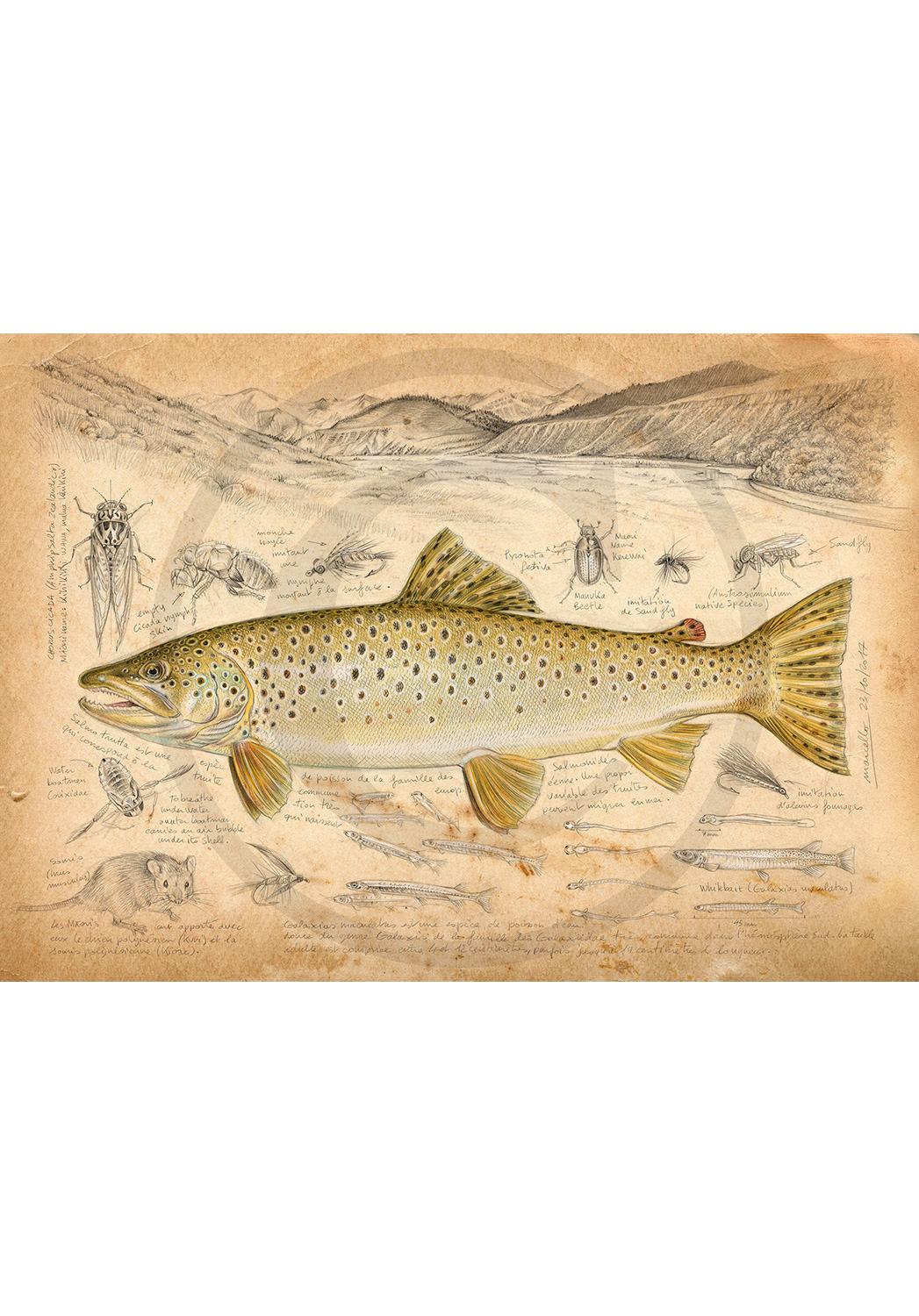 Marcello-art: Aquatic fauna 372 - New Zealand Trout Fario