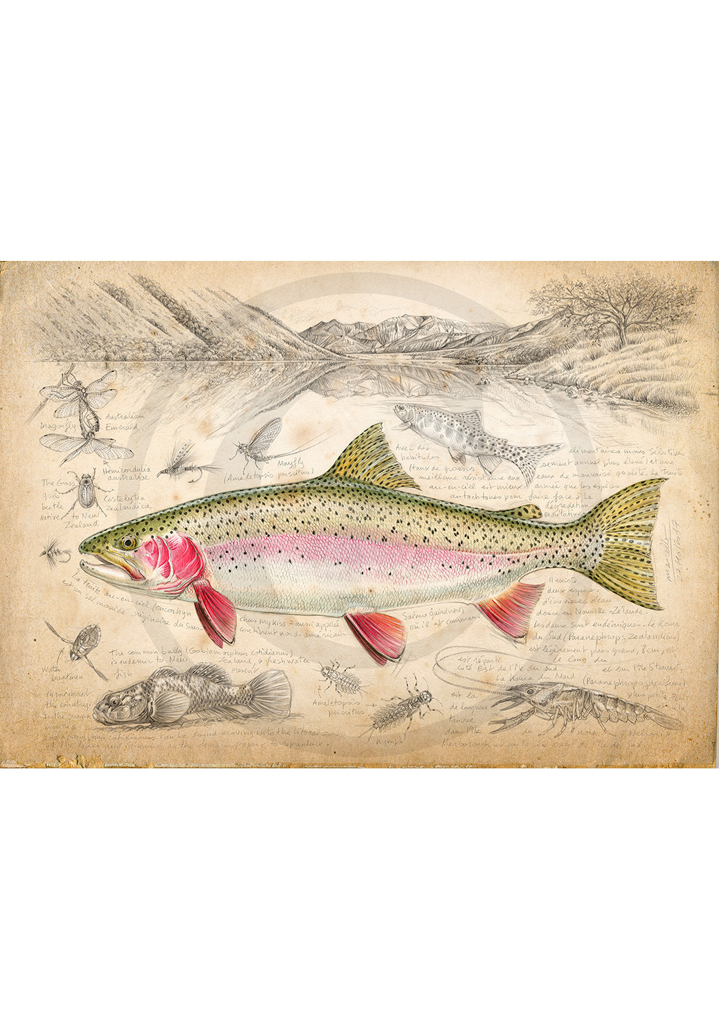 Marcello-art: Aquatic fauna 373 - New Zealand rainbow trout