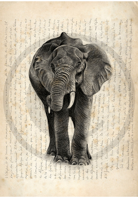 Marcello-art : Faune africaine 21 - Eléphant d'Afrique