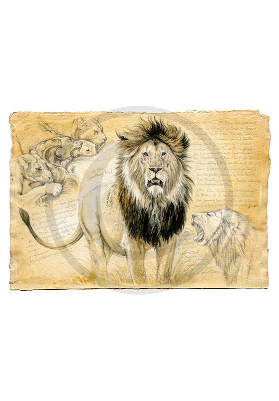 Marcello-art : Faune africaine 04 - Lion Tanzanie 01
