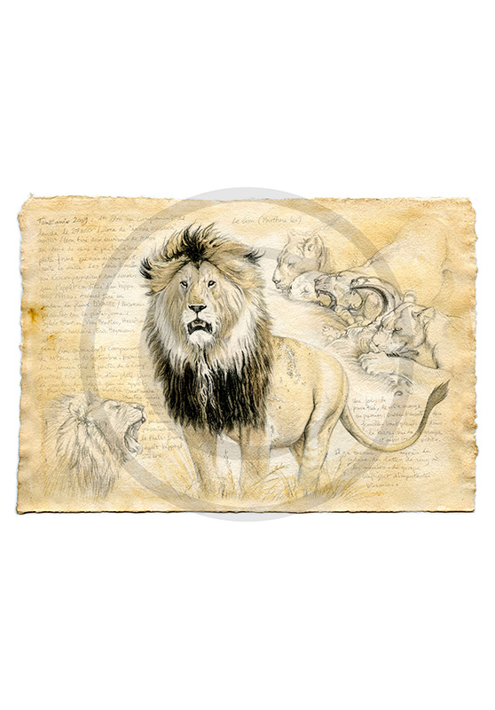 Marcello-art : Faune africaine 34 - Lion Tanzanie 02