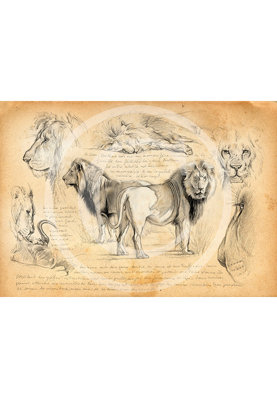 Marcello-art : Faune africaine 54 - Frères lions
